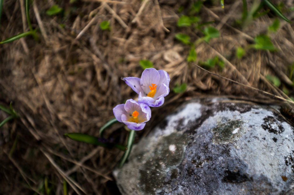 _DSC9510